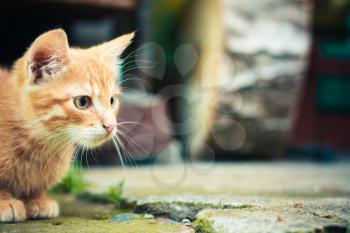 Red Kitten Sitting On A Stone Background.