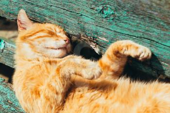 Red kitten cat sleeps on a bench in park in hot summer day