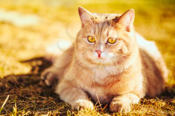 Red Cat Sitting On Green Spring Grass. Outdoor Summer Day Portrait
