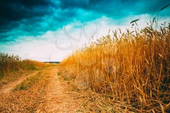 Road In Field With Ripe Wheat And Blue Sky With Clouds. Instant photo