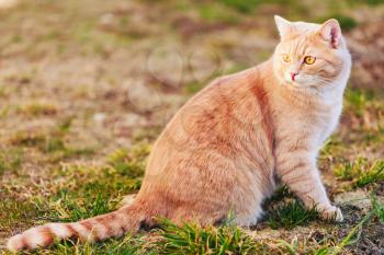 Red Cat Sitting On Green Spring Grass. Outdoor Portrait