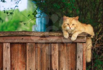 Red Cat Sitting On A Fence And Looking At Camera