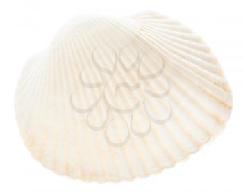 Sea cockleshell isolated on white background. White shell