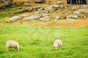 Sheeps In Meadow , Norwegian Meadow Mountains