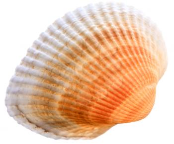 Sea Cockleshell Isolated On White Background. Brown Shell