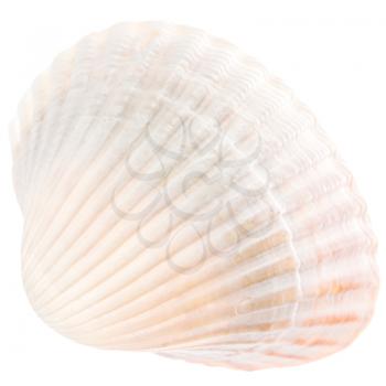 Sea Cockleshell Isolated On White Background. White Shell