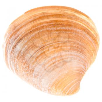 Sea Cockleshell Isolated On White Background. Brown Shell