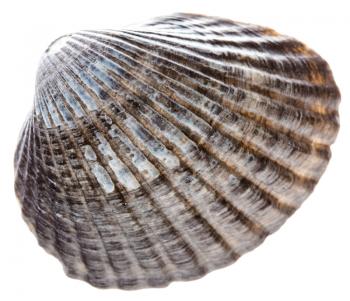 Sea Cockleshell Isolated On White Background. Gray Shell