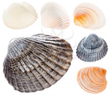 Sea Cockleshells Isolated On White Background. Gray, Brown, White Shells. Set Collage Collection