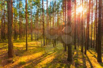 Sunlight In Green Coniferous Forest, Summer Time