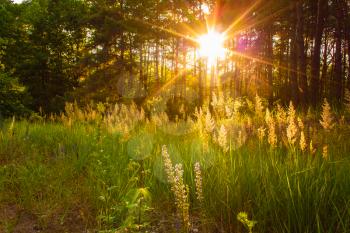 Sunlight In The Green Forest, Summer Time