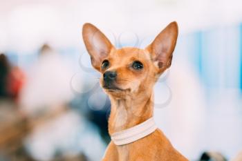 Toy Terrier Puppy Small Dog Close Up Portrait