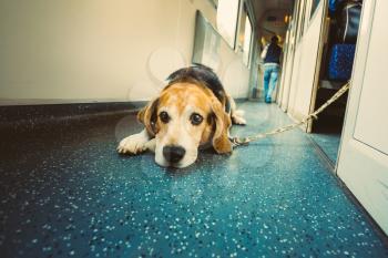 Transportation Dog In Railway Carriage