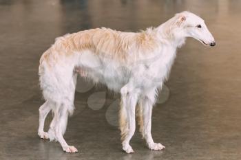 White Dog Russian Borzoi Wolfhound on gray floor indoors