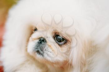 White Pekingese Pekinese Peke Whelp Puppy Dog Close Portrait