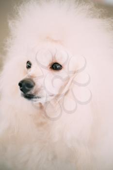 White Adult Standard Poodle Dog Close Up Portrait
