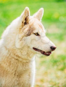 White Adult Siberian Husky Dog (Sibirsky husky) sitting In Green Grass Outdoor