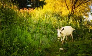 White Goat Goes Across The Green Meadow