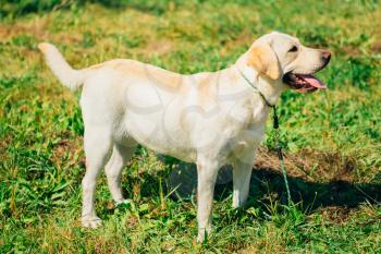 White Labrador Retriever Dog Standing On Green Grass Outdoor