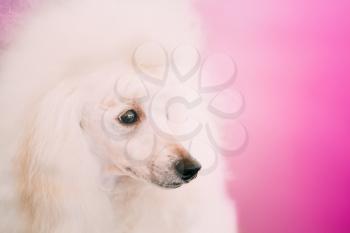 White Adult Standard Poodle Dog Close Up Portrait On Pink Background
