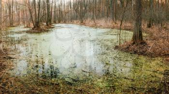 Wild Bog Swamp. Russian Nature In Spring