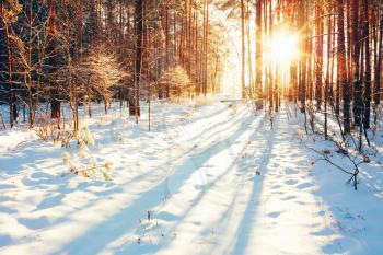 Landscape with winter forest and bright sunbeams. Sunrise, sunset in cold snowy forest
