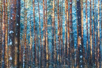 Winter Forest Trees  Nature Snow Woods Background
