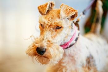 Wire Fox Terrier Close Up Indoor Portrait