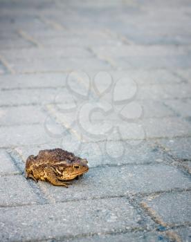 Toad On Gray Background
