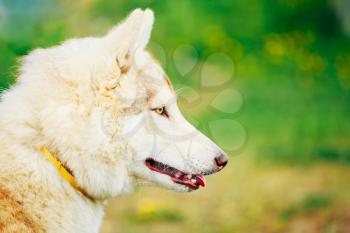 White Adult Siberian Husky Dog (Sibirsky husky) sitting In Green Grass Outdoor