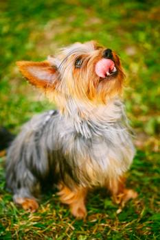 Cute Yorkshire Terrier Dog Playing In The Yard On Green Grass