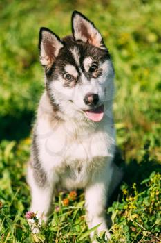Young Happy Husky Puppy Eskimo Dog Sitting In Grass Outdoor