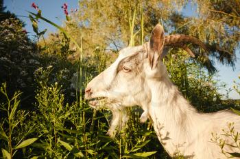 Goat Eating Camomiles On Green Meadow