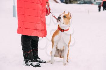 Beautiful Dog American Staffordshire Terrier Standing In Snow Near Woman Feet At Winter Day