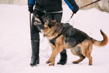 Training Of Purebred German Shepherd Adult Dog Or Alsatian Wolf Dog. Attack And Defence. Winter Season