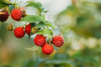 Raspberries. Growing Organic Berries Closeup. Ripe Raspberry In The Fruit Garden. Toned Instant Photo