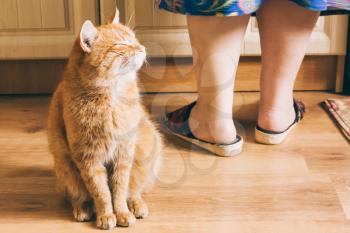 Red Short-Haired Mixed Breed Domestic Adult Cat, Sitting With Closed Eyes On Laminate Floor Near Female Feet.