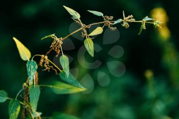 Twig Of Wild Plant Nettle In Summer Spring Field At Sunset Sunrise At Green Forest Background