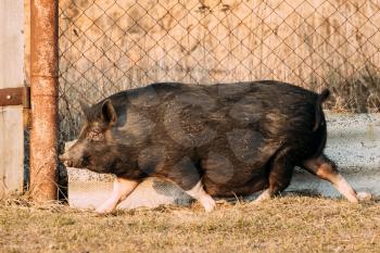 Household Black Pig Running In Farm Yard. Pig Farming Is Raising And Breeding Of Domestic Pigs. It Is A Branch Of Animal Husbandry. Pigs Are Raised Principally As Food