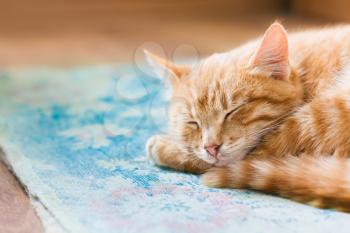 Close View Of Red Tabby Mixed Breed Short-Haired Domestic Young Cat, Sleeping Curled Up On Blue Mat On Floor.