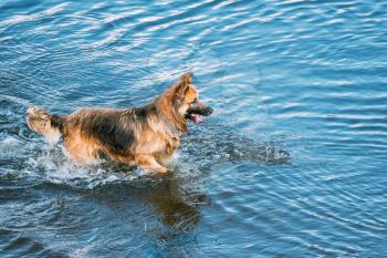The Breed Long-Haired Wet Black And Red Adult Alsatian Wolf Dog, Running In Blue Water Of River Lake With Splashes Around. Deutscher, German Shepherd Dog