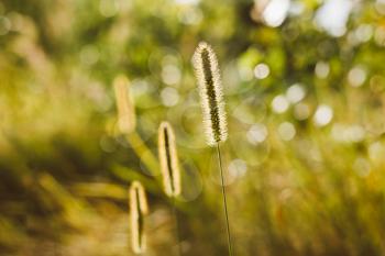 Green Grass in Sunlight and Bokeh, Boke Background. Later Summer Or Early Autumn Season