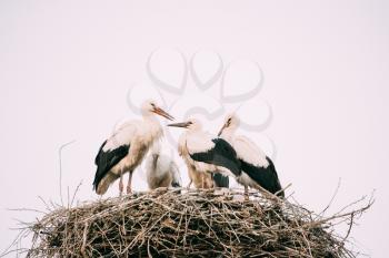 Family Of Adult European White Storks Sitting In Nest On White Sky Background.