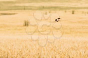Common House Martin Swallow Wild Bird Flying Over Field With Wheat.