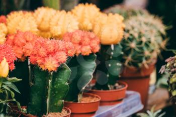 Several Little Small Colorful Cacti Cactus Flowers In Pots In Store Market.