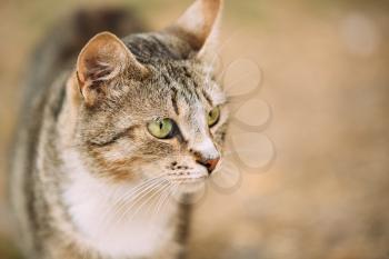 Close The Muzzle Of Gray And White Mixed Breed Short-Haired Domestic Young Cat With Green Eyes, Staring Away.