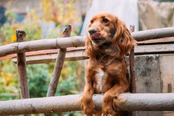 Funny Red Spaniel Dog Leaned Against A Wooden Fence. Tongue