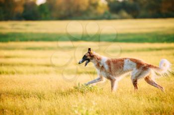 Wet Russian Dog, Borzoi Running In Summer Sunset Sunrise Meadow Or Field