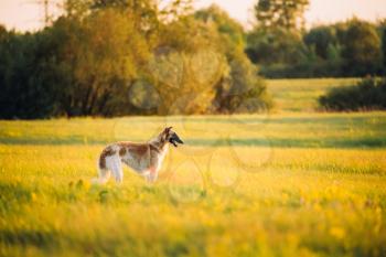 Russian Dog, Borzoi In Summer Meadow Or Field At Sunset Sunrise