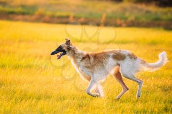 Russian Dog, Borzoi Running In Summer Sunset Sunrise Meadow Or Field